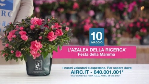 REGALA L'AZALEA DELLA RICERCA A PISA