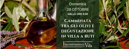 CAMMINATA TRA GLI OLIVI A BUTI