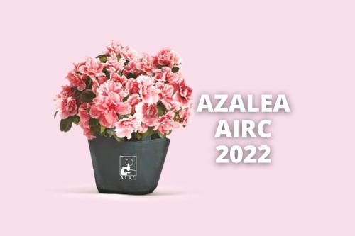 L'AZALEA DELLA RICERCA