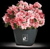 AZALEA DELLA RICERCA