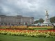 meravigliosi tulipani davanti a Buckingham Palace